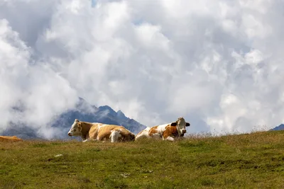 Las vacas en el monte del Courel