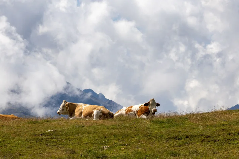 Las vacas en el monte del Courel